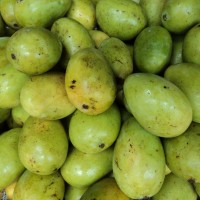 Mangifera indica L.